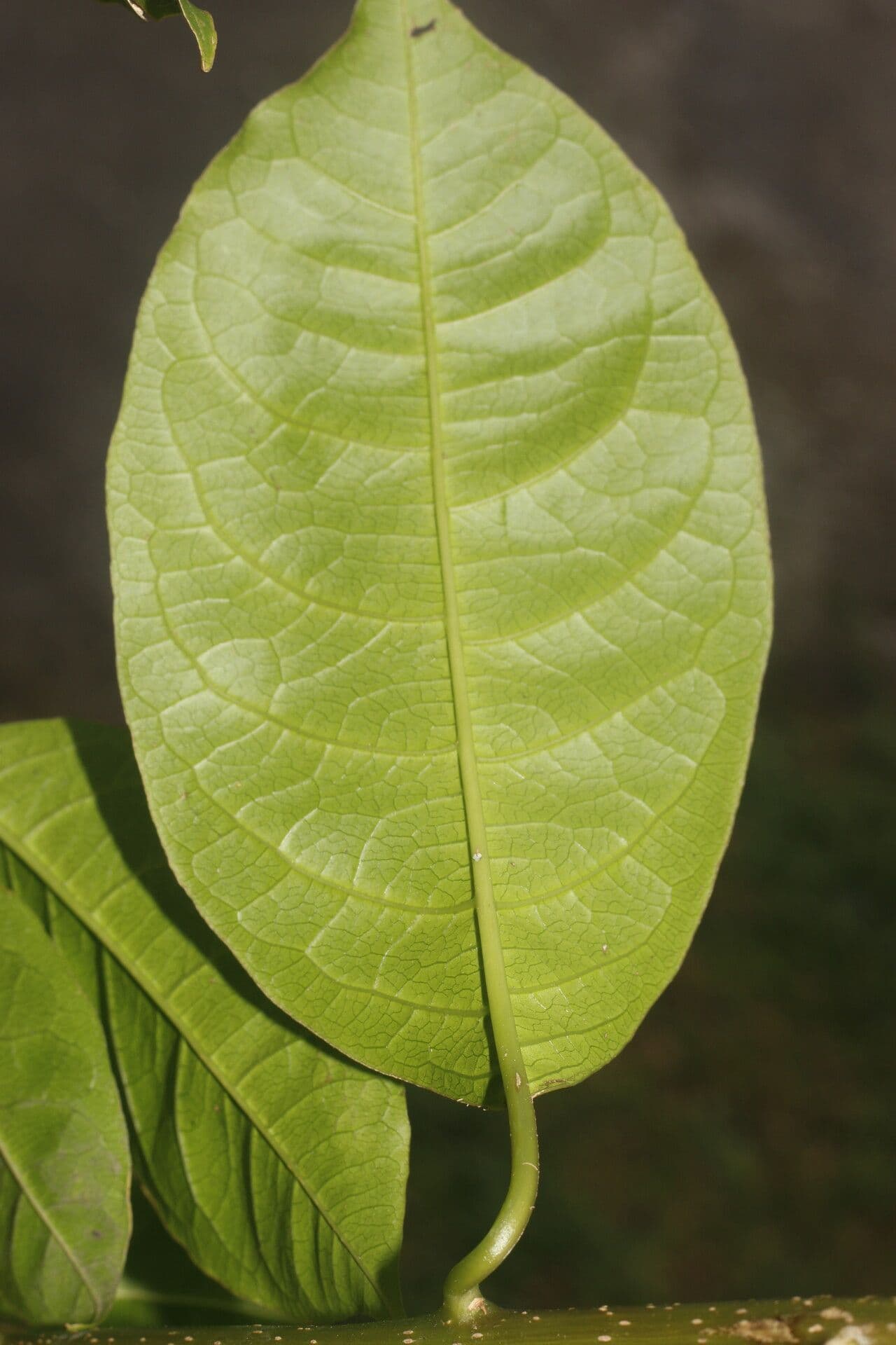 Pleuropetalum 8