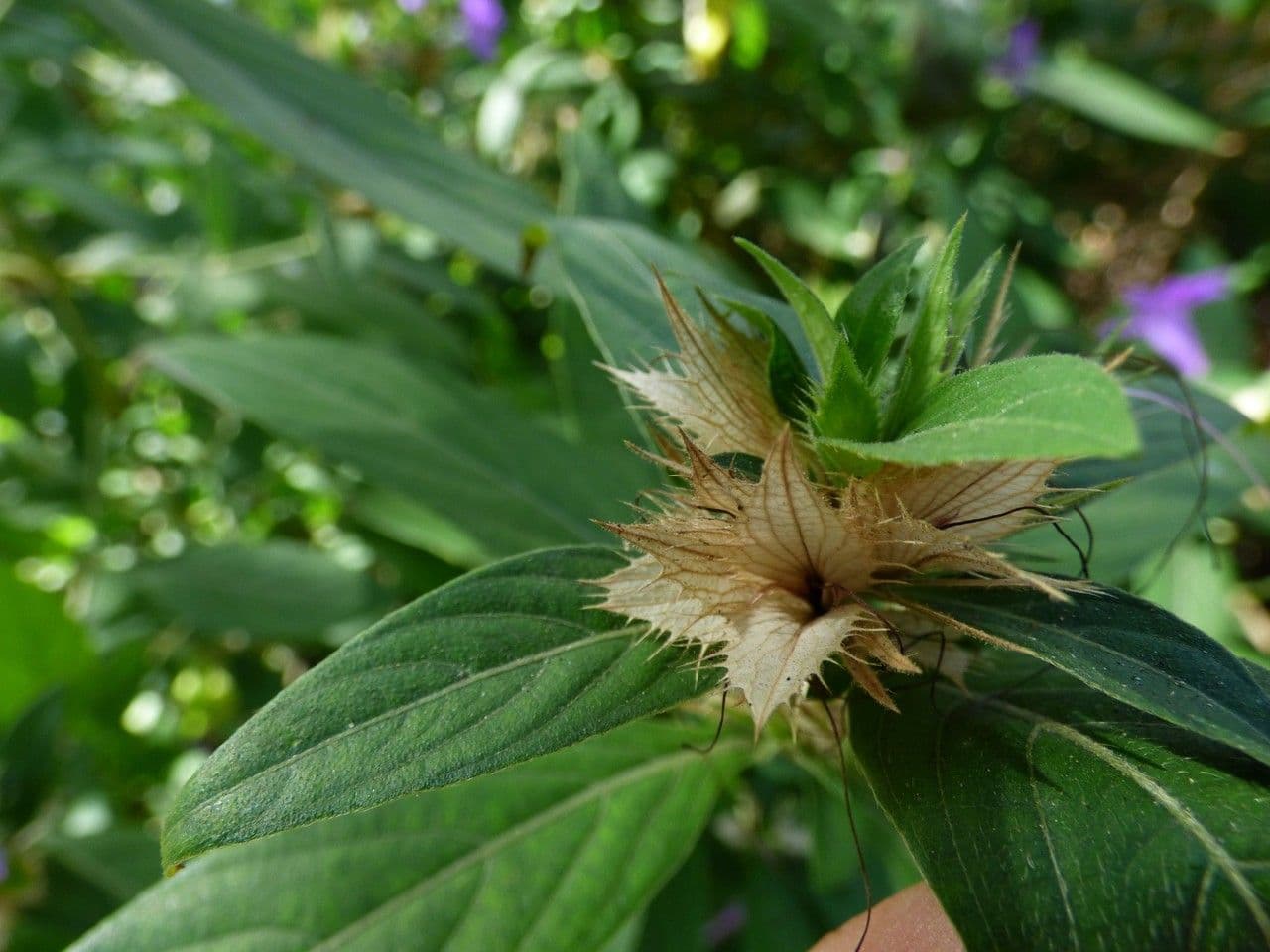 Bürstenblume