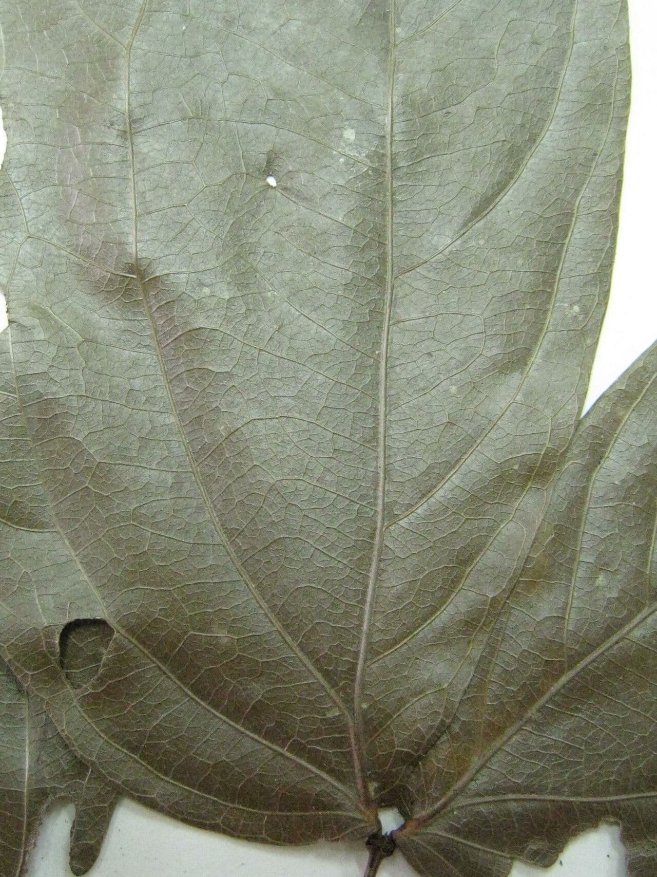 Calliandra 9
