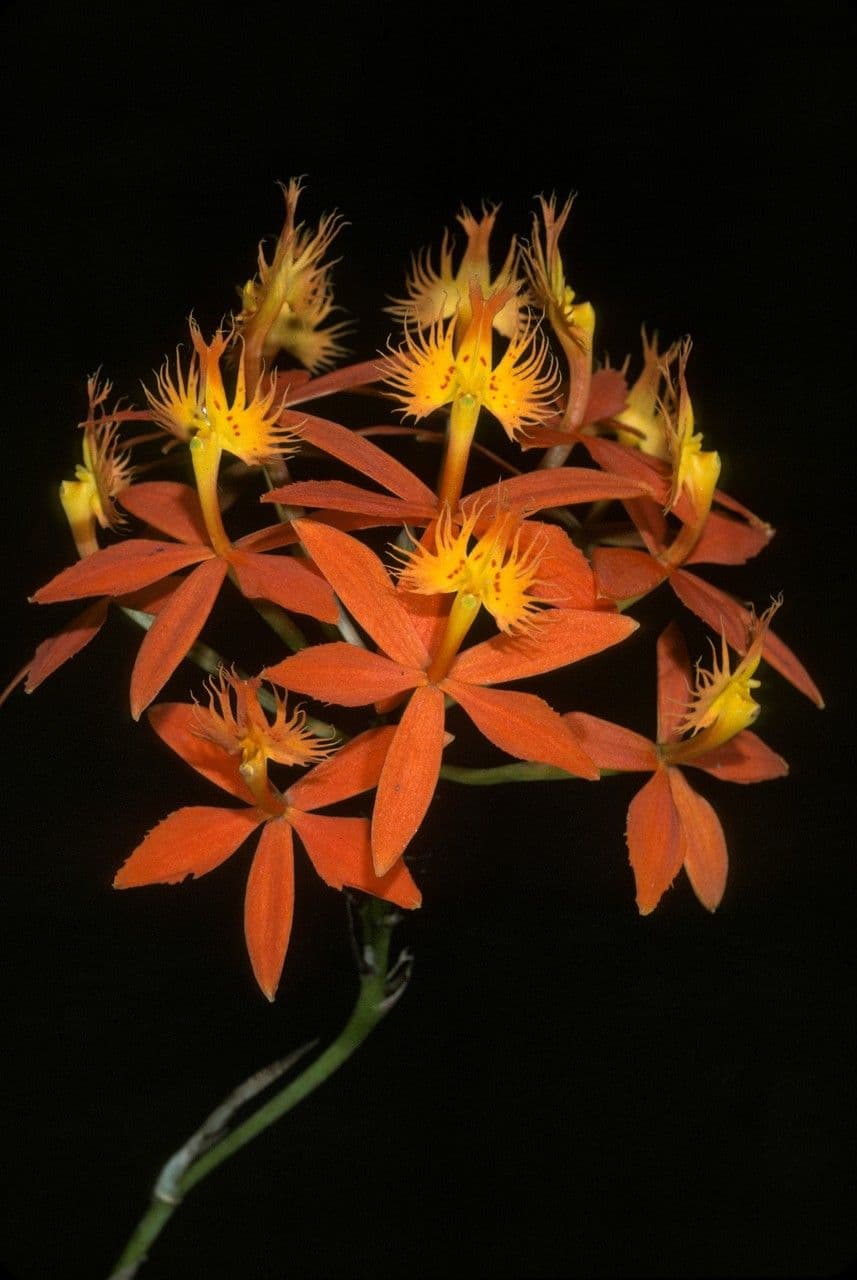Epidendrum 2