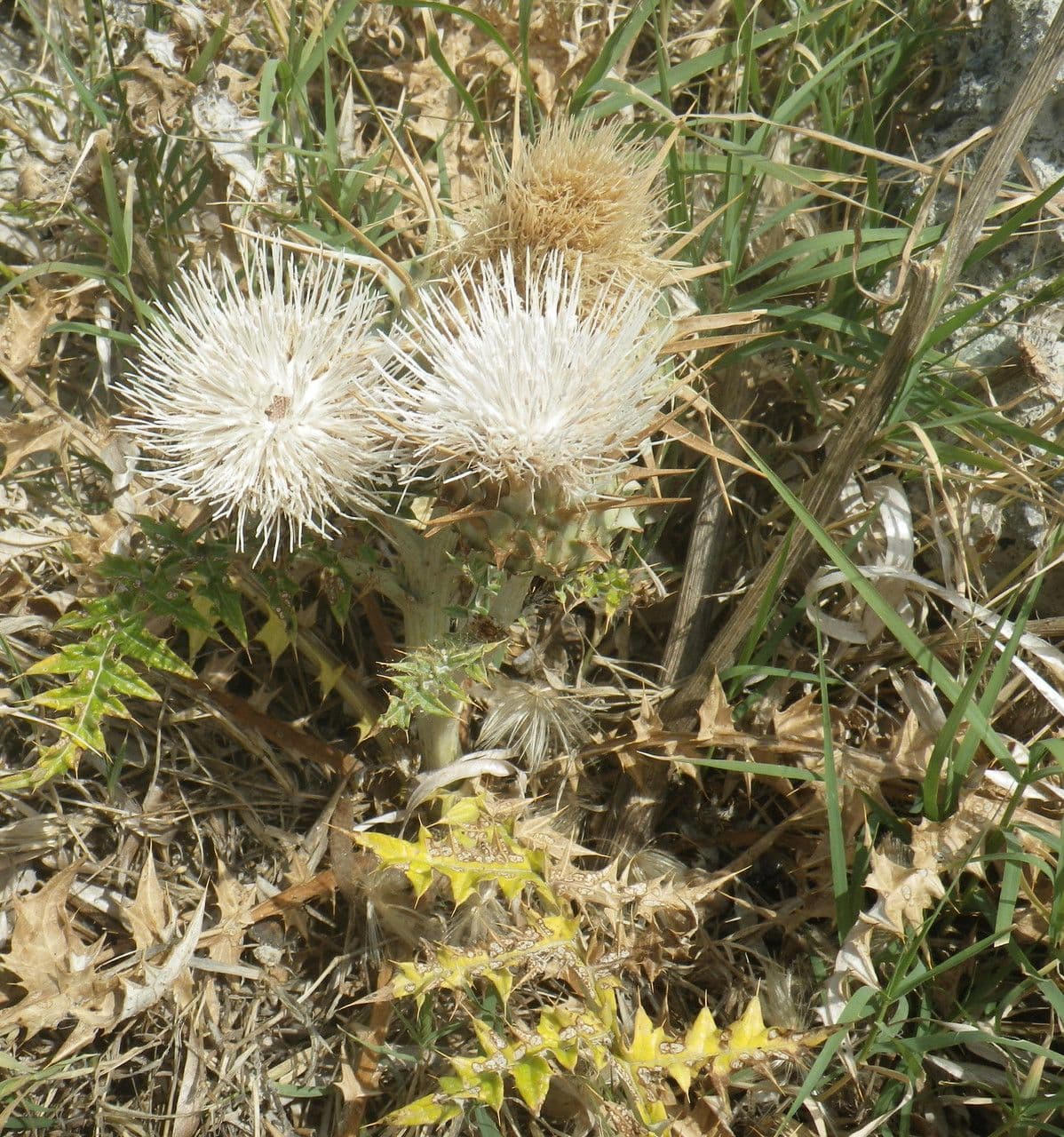 Carciofo 10