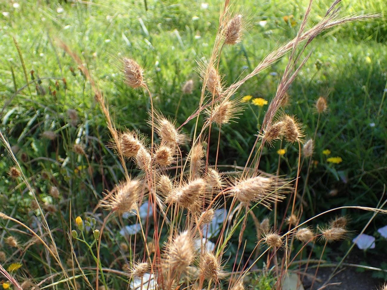 Igel-Kammgras 12