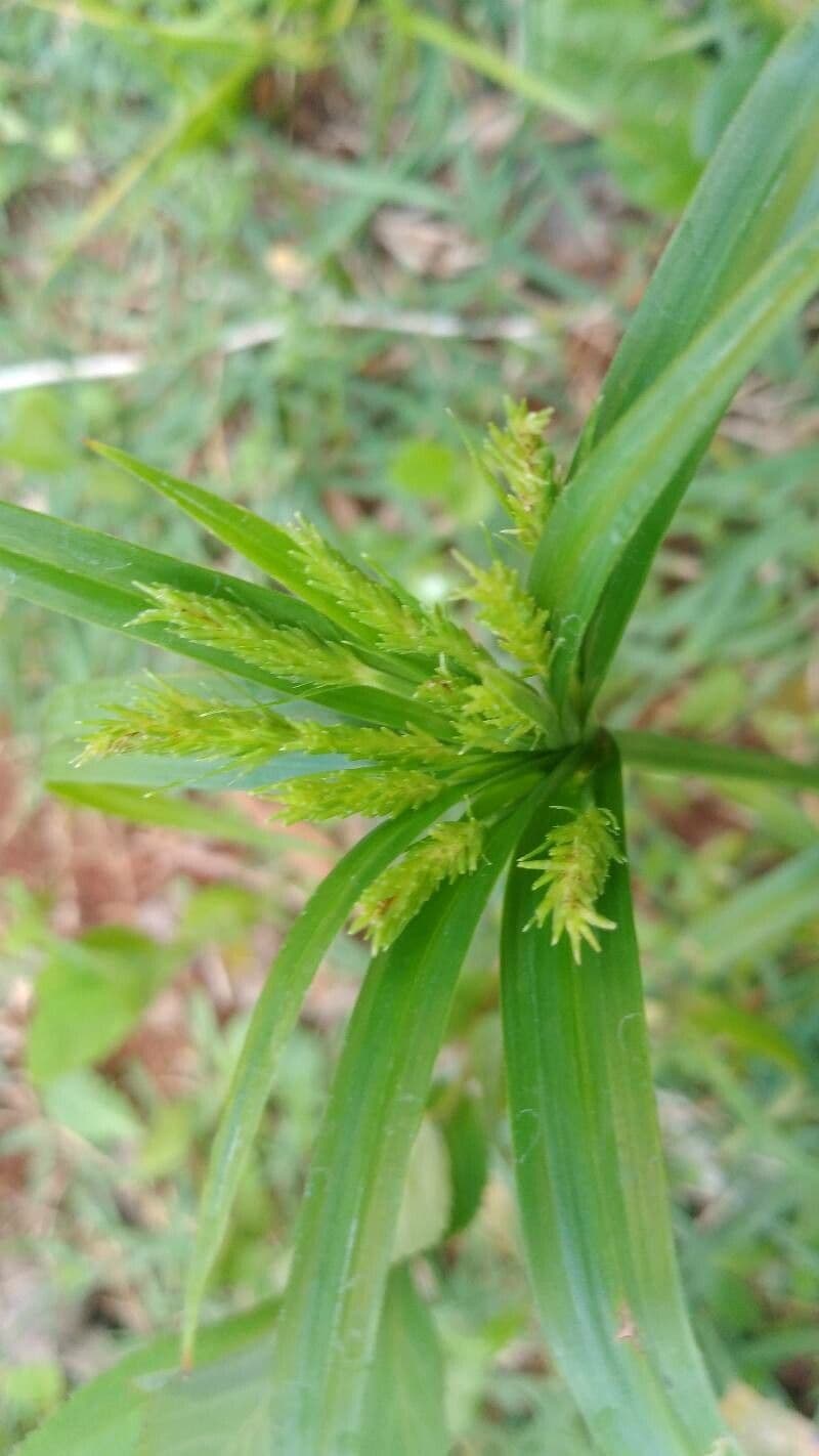 Cyperus meyenianus 3