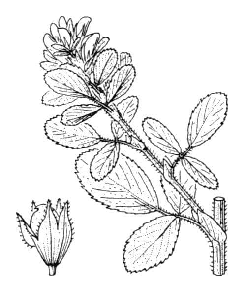 Ononis mitissima 16