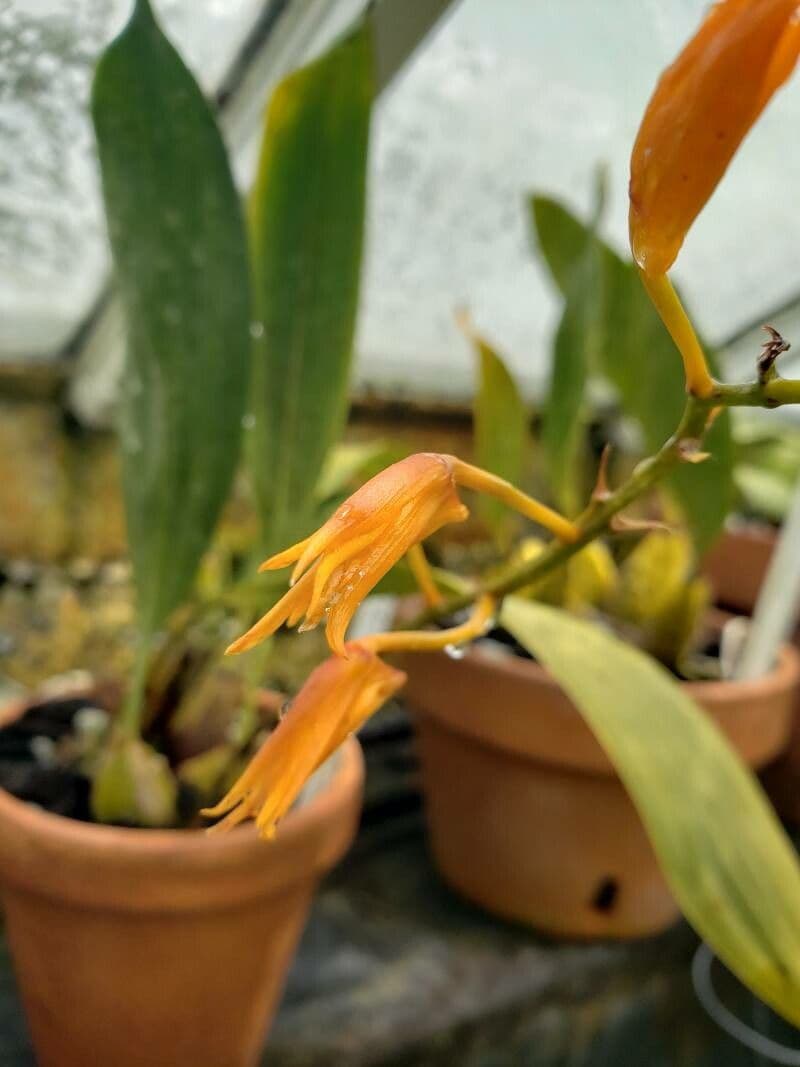 Bifrenaria 2