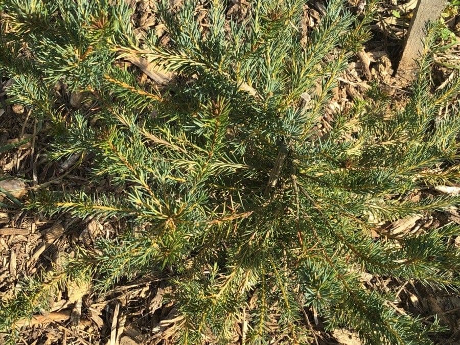 Banksia 2