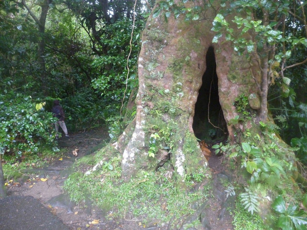 Sideroxylon 6