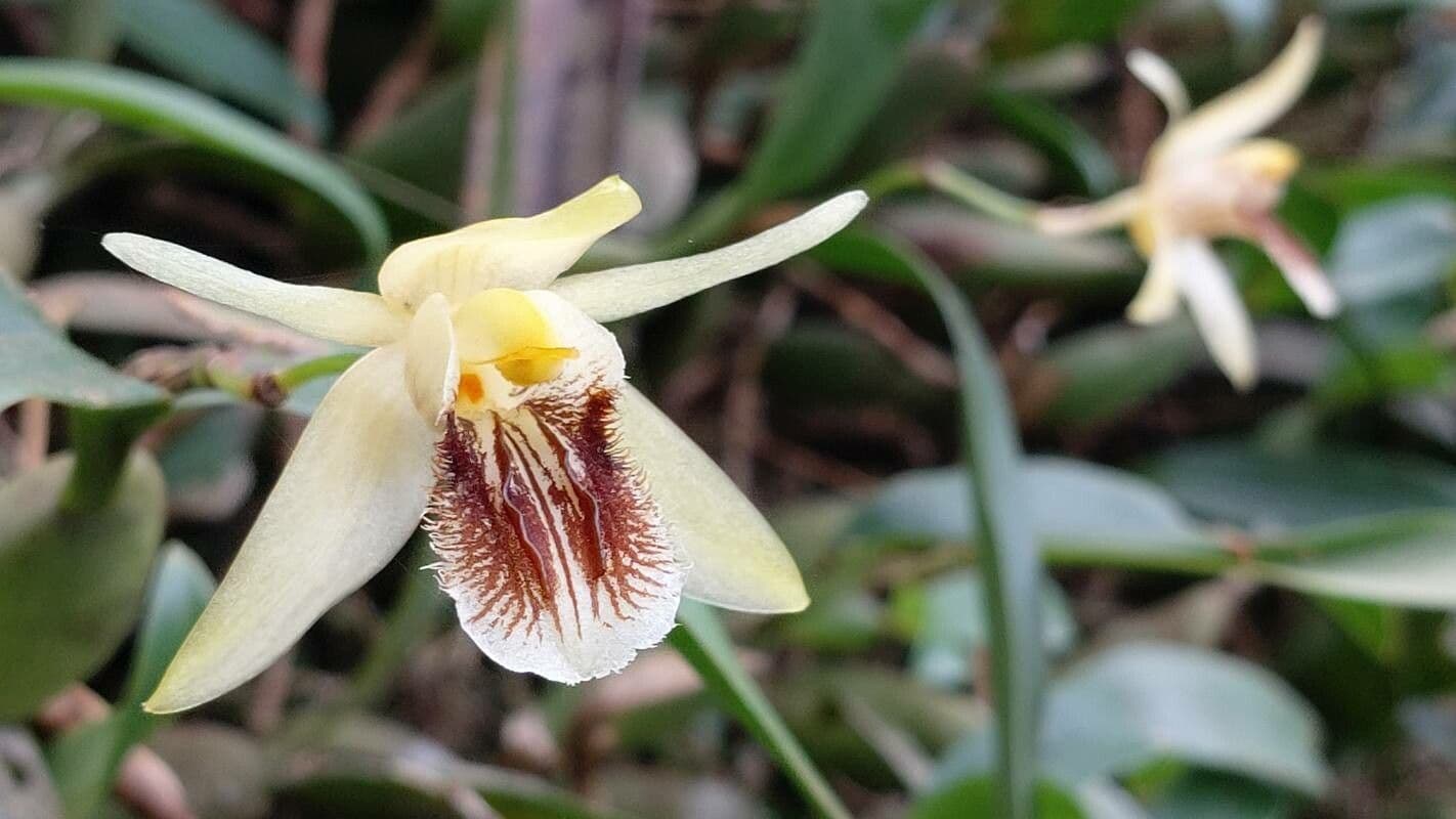 Coelogyne 5