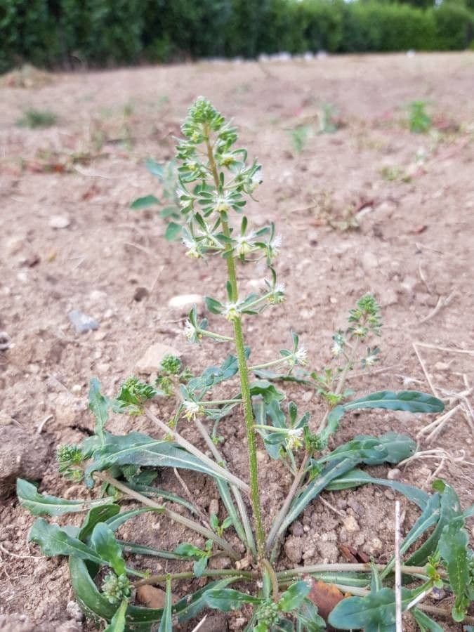 Reseda comune 22