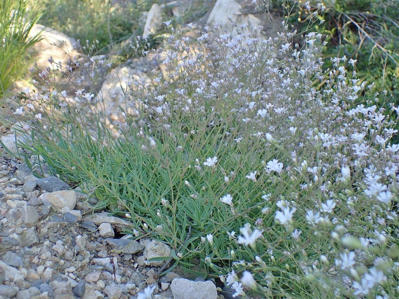 Gipsófila rastrera 12