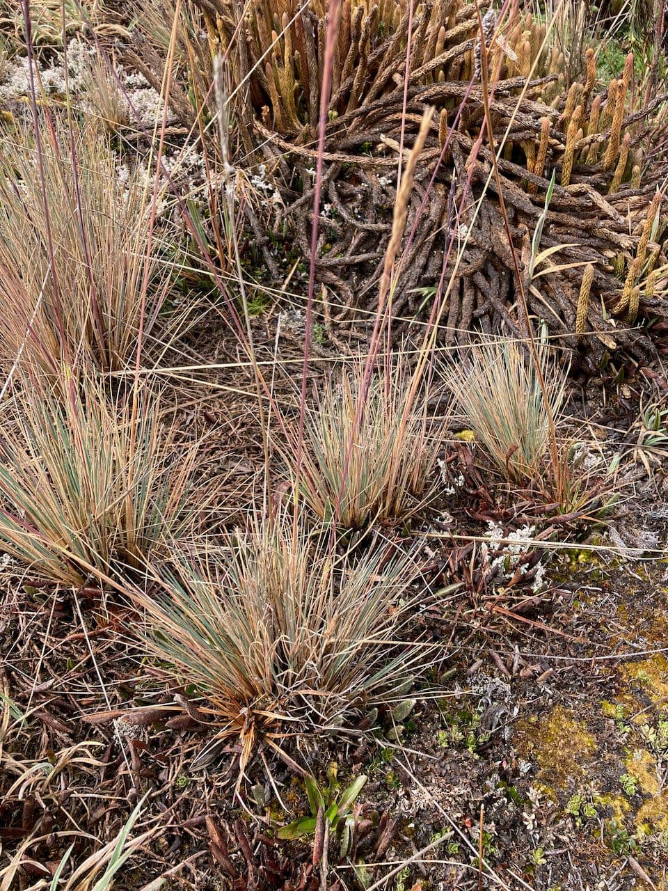 Festuca 7