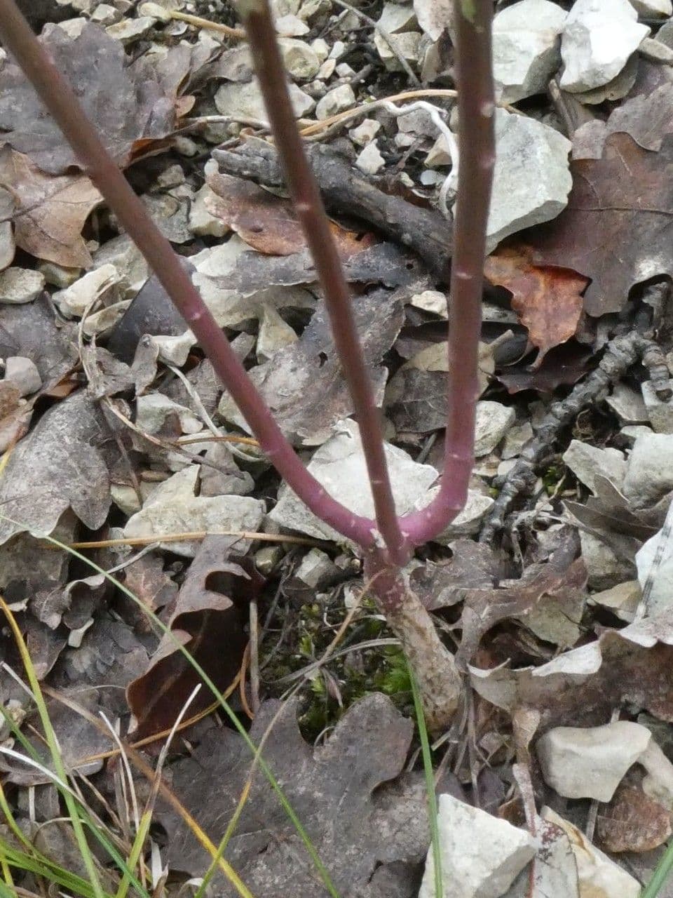 Schiffchenblättrige Schleifenblume 21