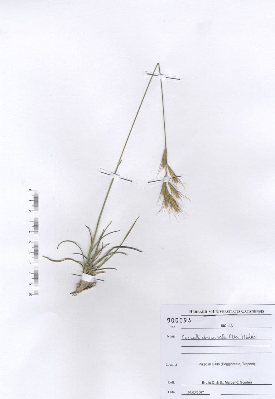 Helictochloa