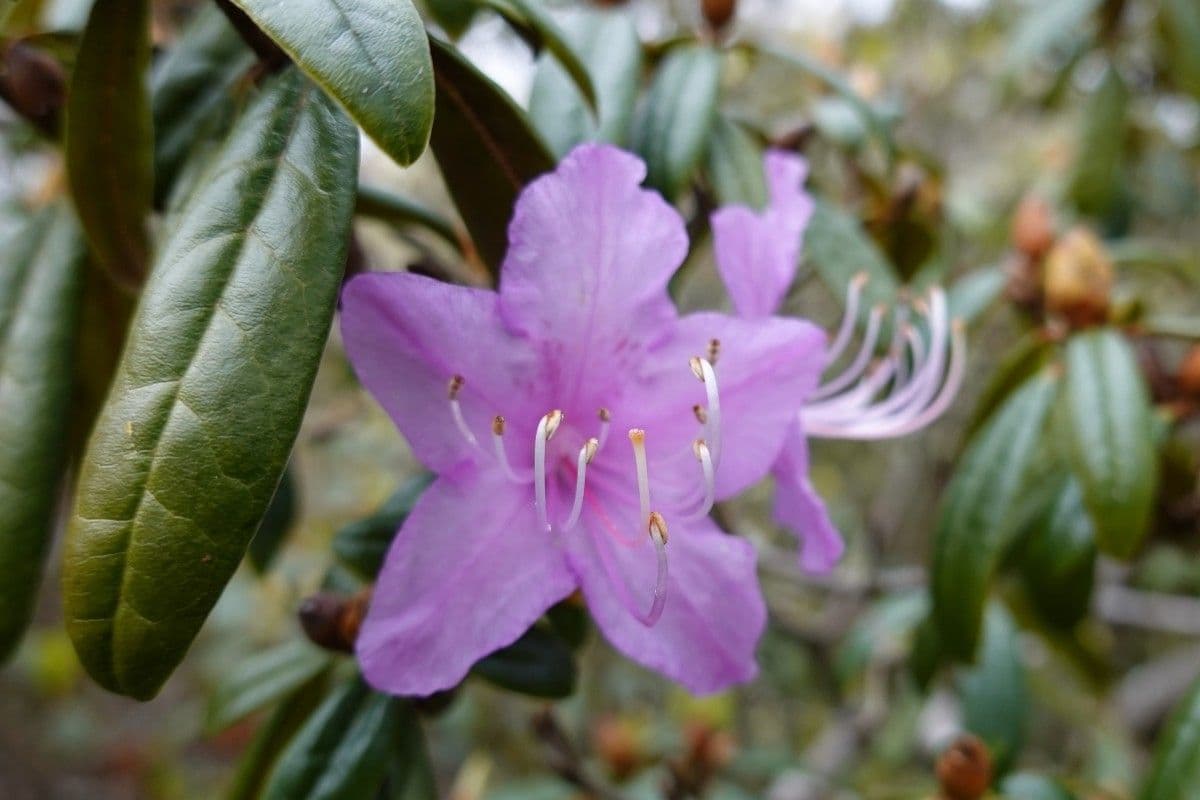 Rododendro 5
