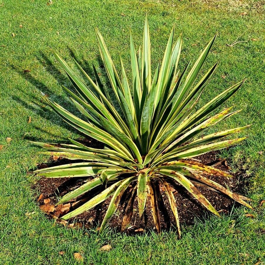 Sisal selvatico 10