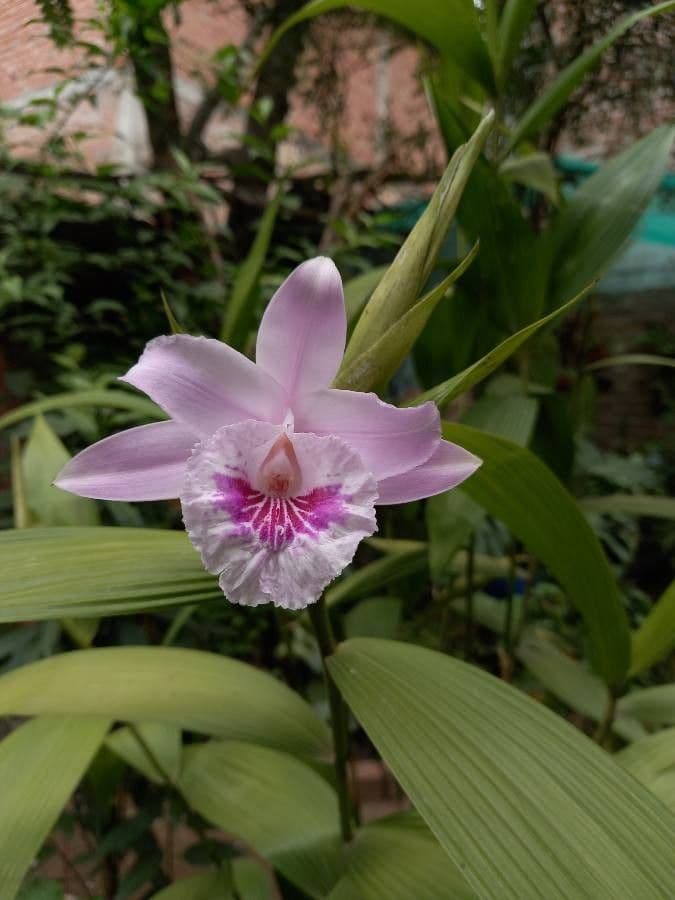 Sobralia 5