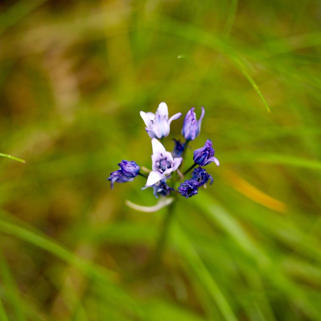 Triteleia grandiflora 6