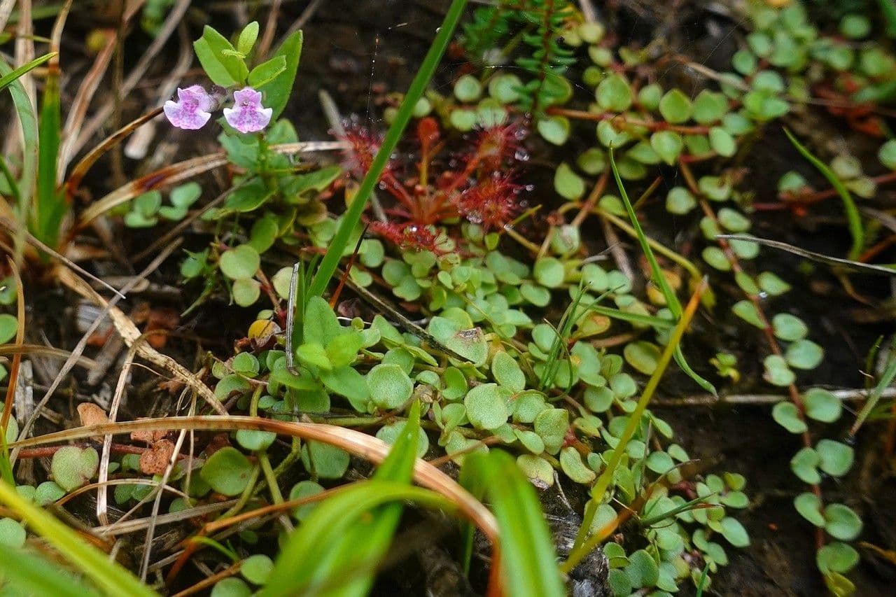 Scutellaria minore 12