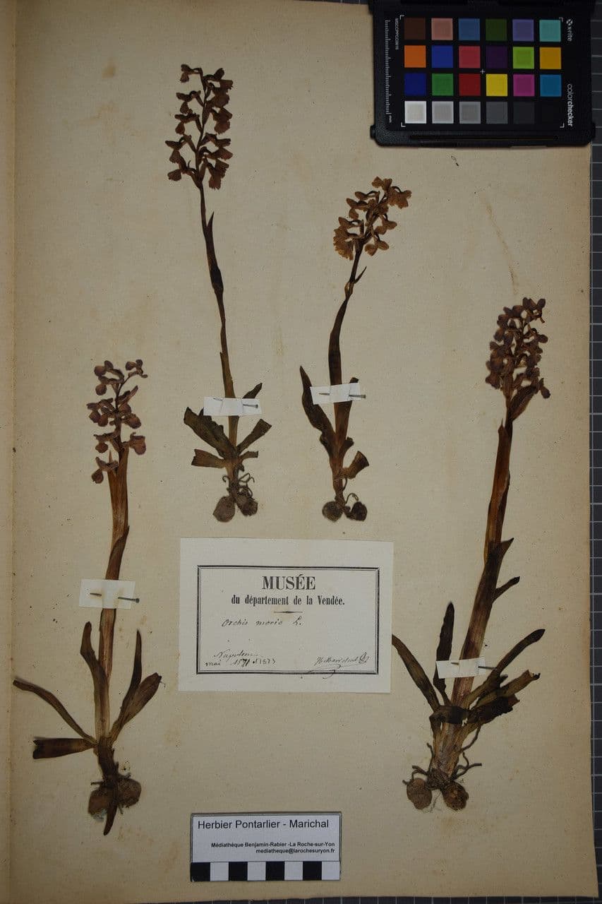 Orchide minore 29