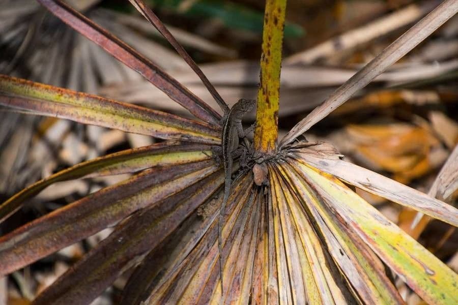 Sabal etonia