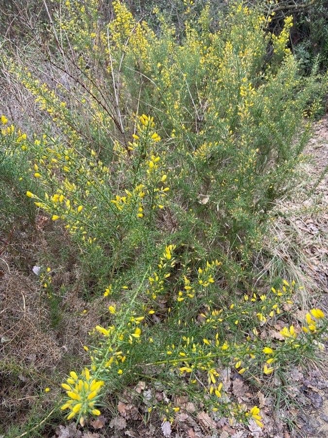 Ginestrone minore 30