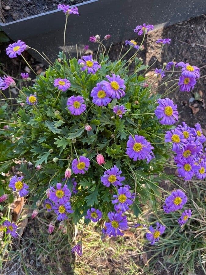 Brachyscome multifida 8