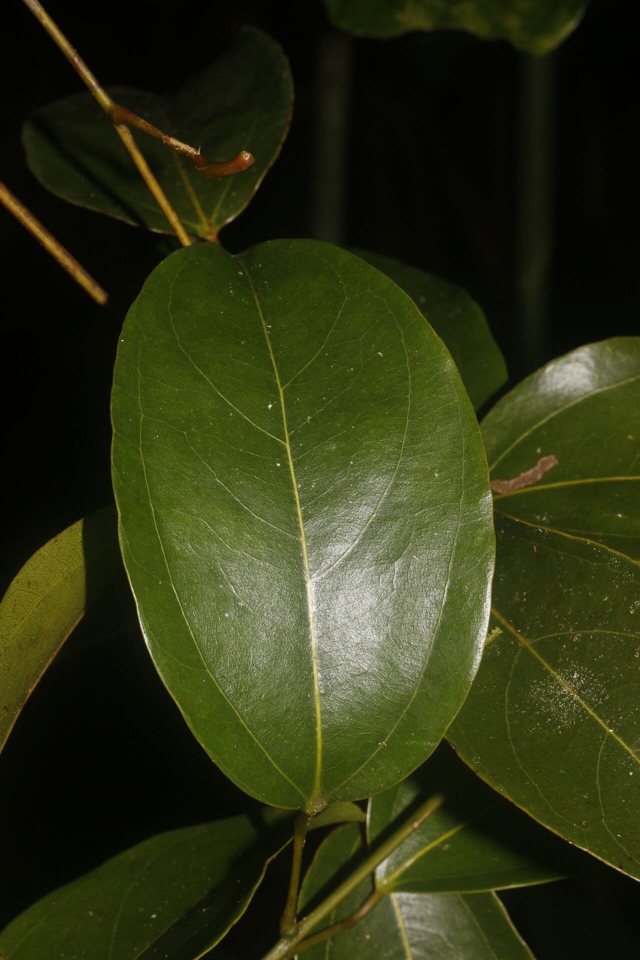 Anomospermum reticulatum 9