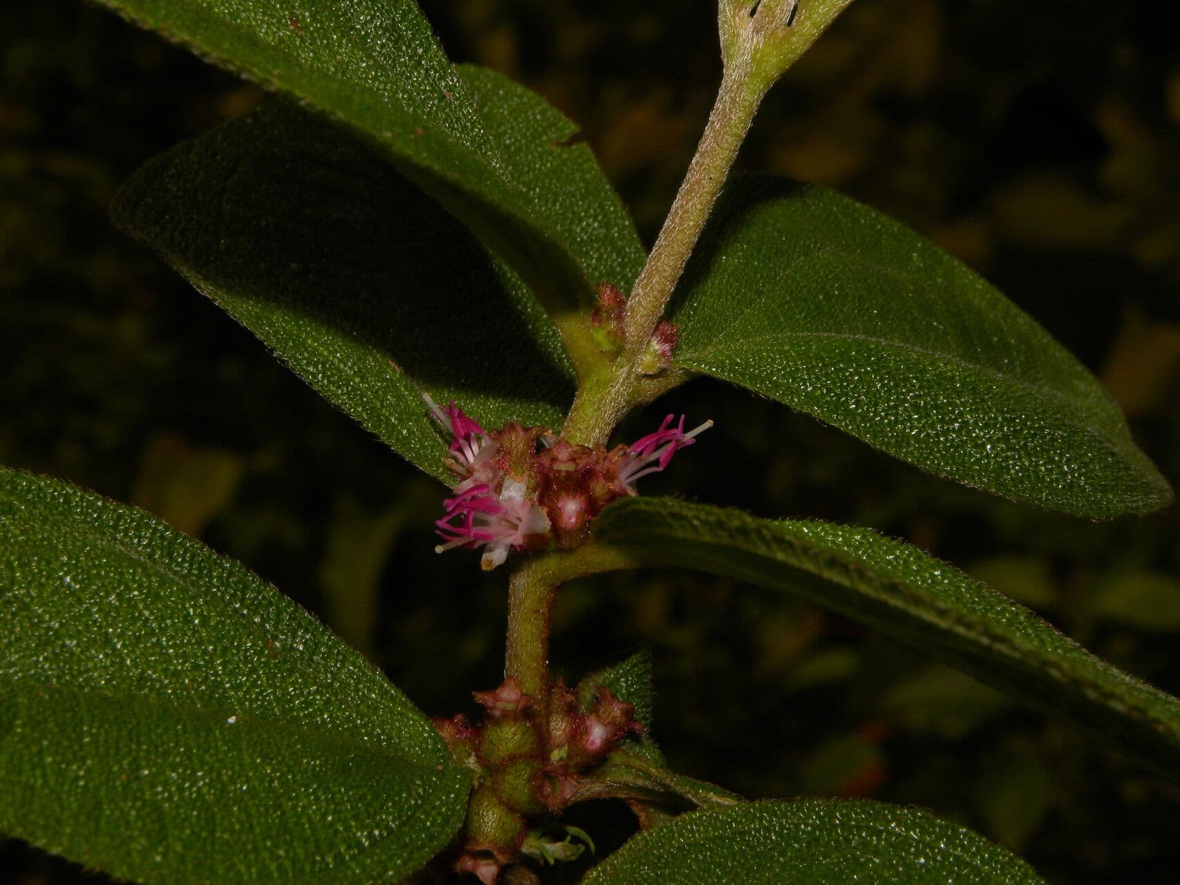 Miconia sericea 8