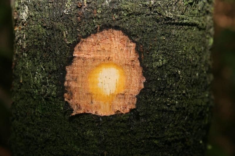 Hebeń kajewski 9