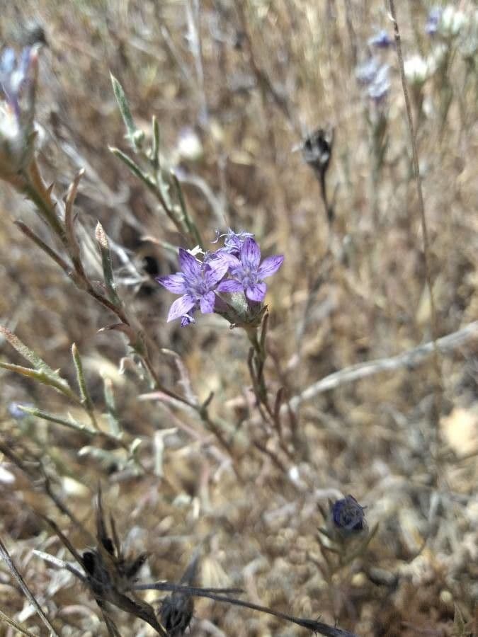 Achillea-Gilie 5