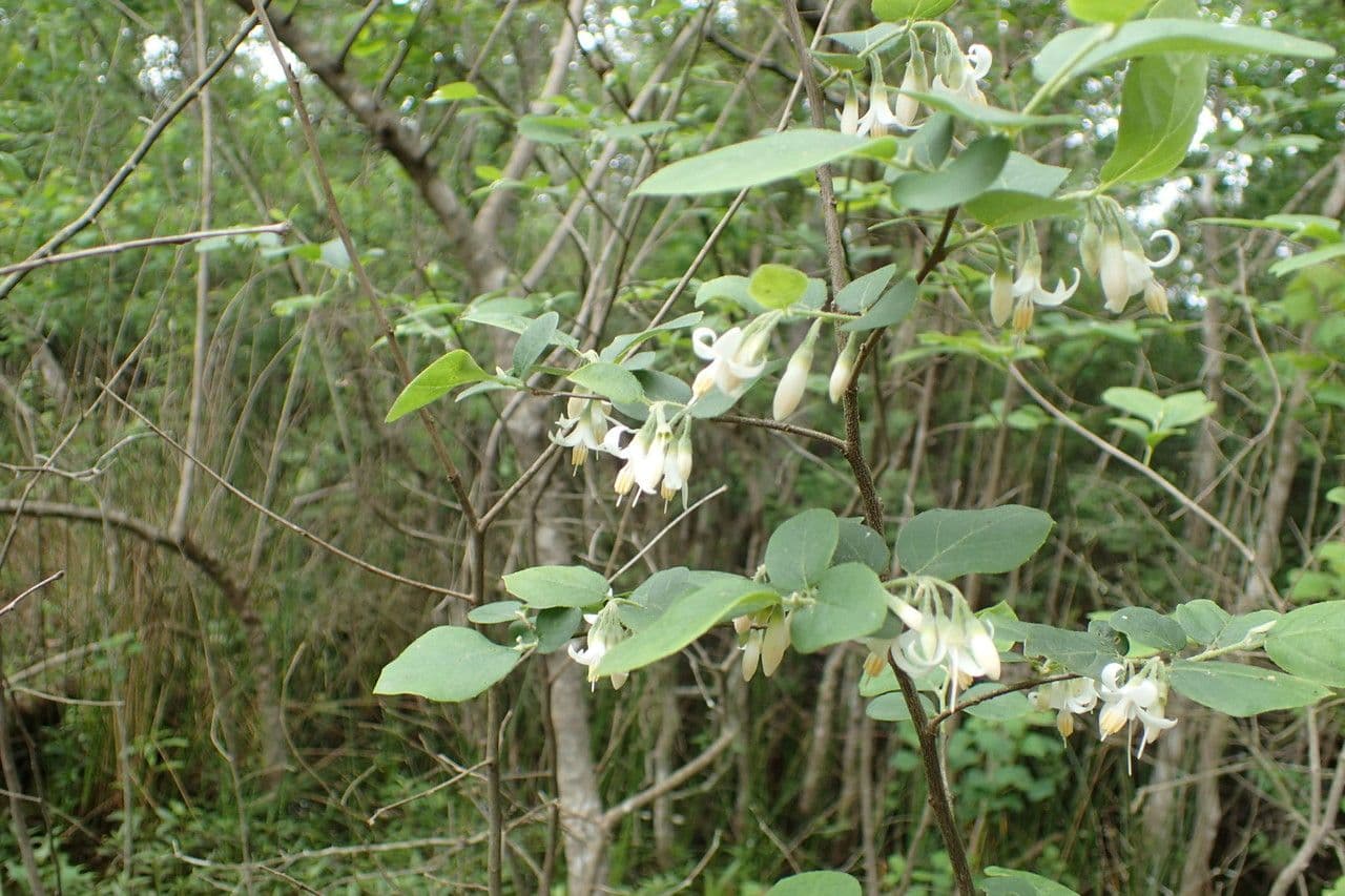 Styrax americký 9