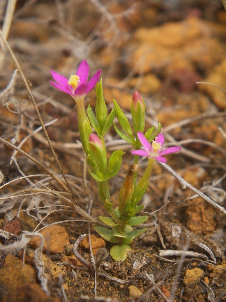 Centaurella tenuiflora 8