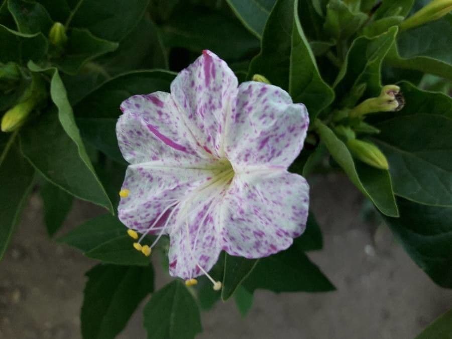 Wunderblume 6
