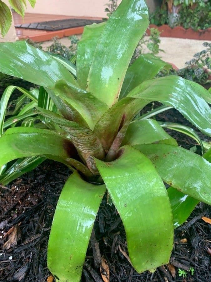 Aechmea nudicaulis 14
