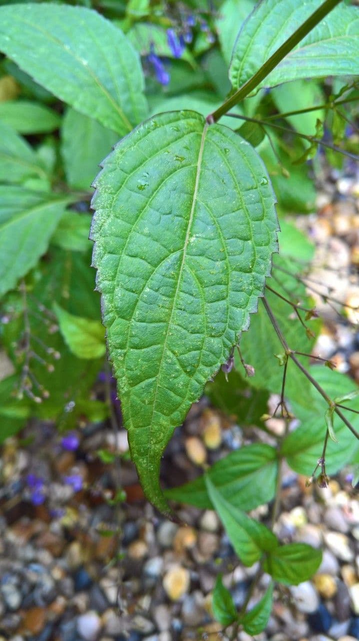 Isodon effusus 8