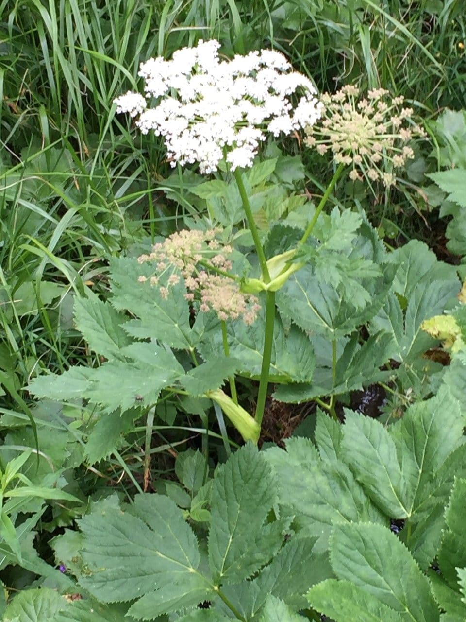 Meduňka lékařská 20