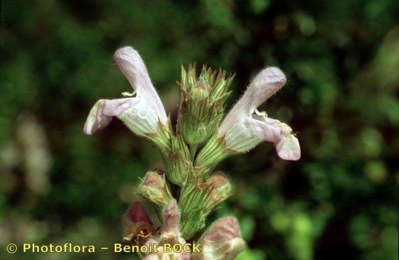 Salvia 7