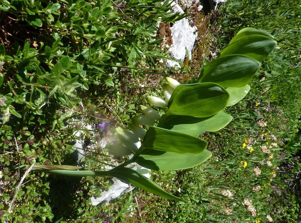 Echtes Salomonssiegel 28