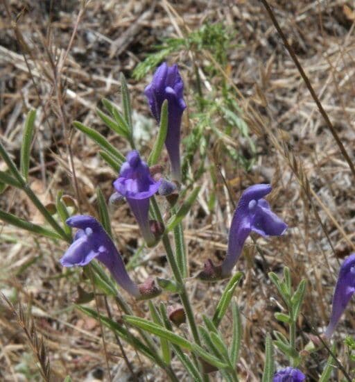 Scutellaria siphocampyloides 8