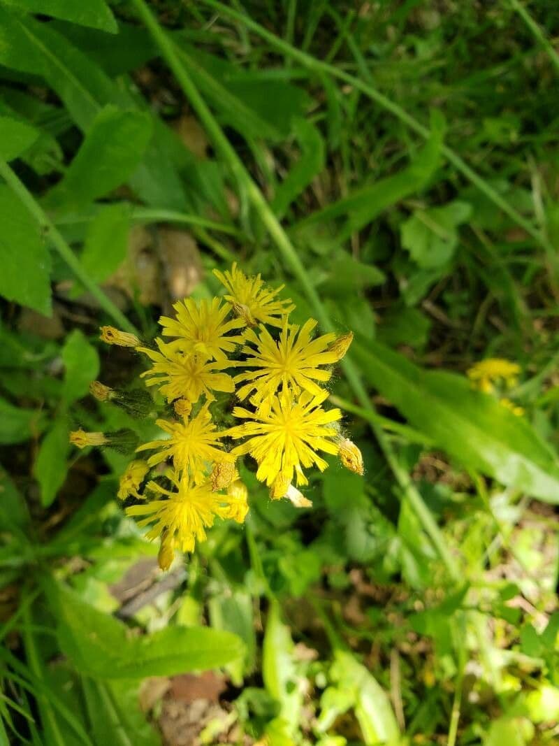 Pilosella caespitosa 5