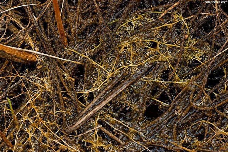 Erba-vescica minore 23