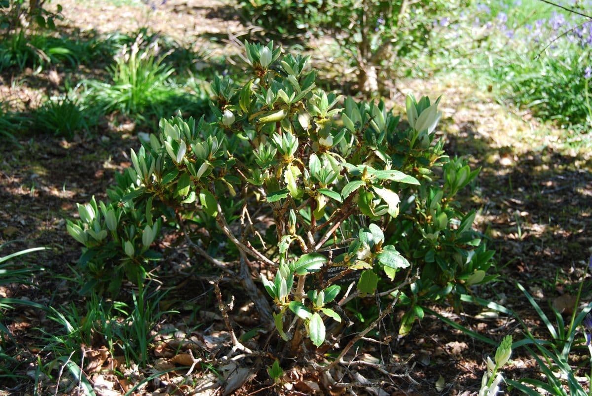 Rhododendron aganniphum 7