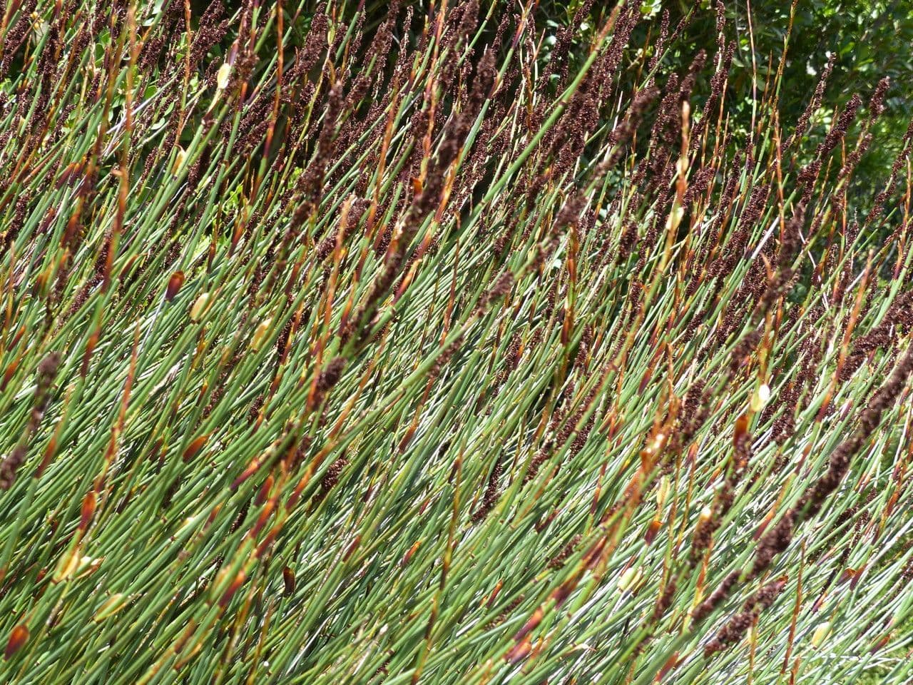 Elegia 3
