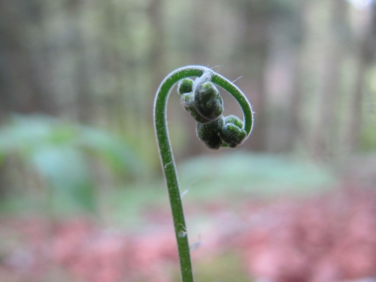 Ruprechtsfarn 2