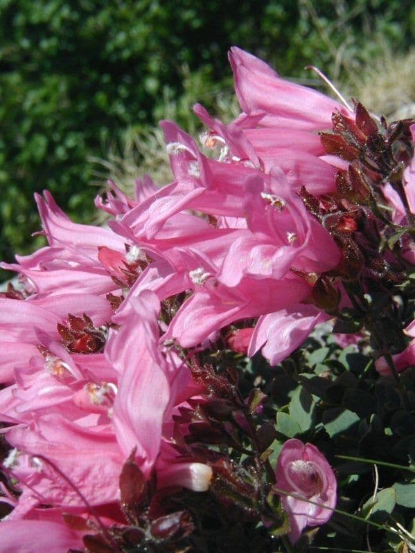 Penstemon rupicolo 3