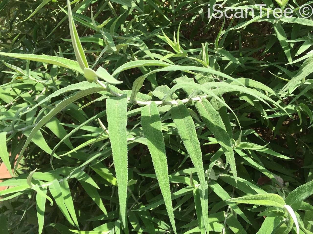 Salbei-Buddleie 13