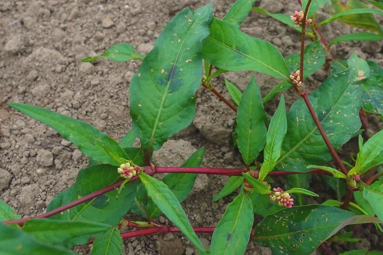 Poligono persicaria 18