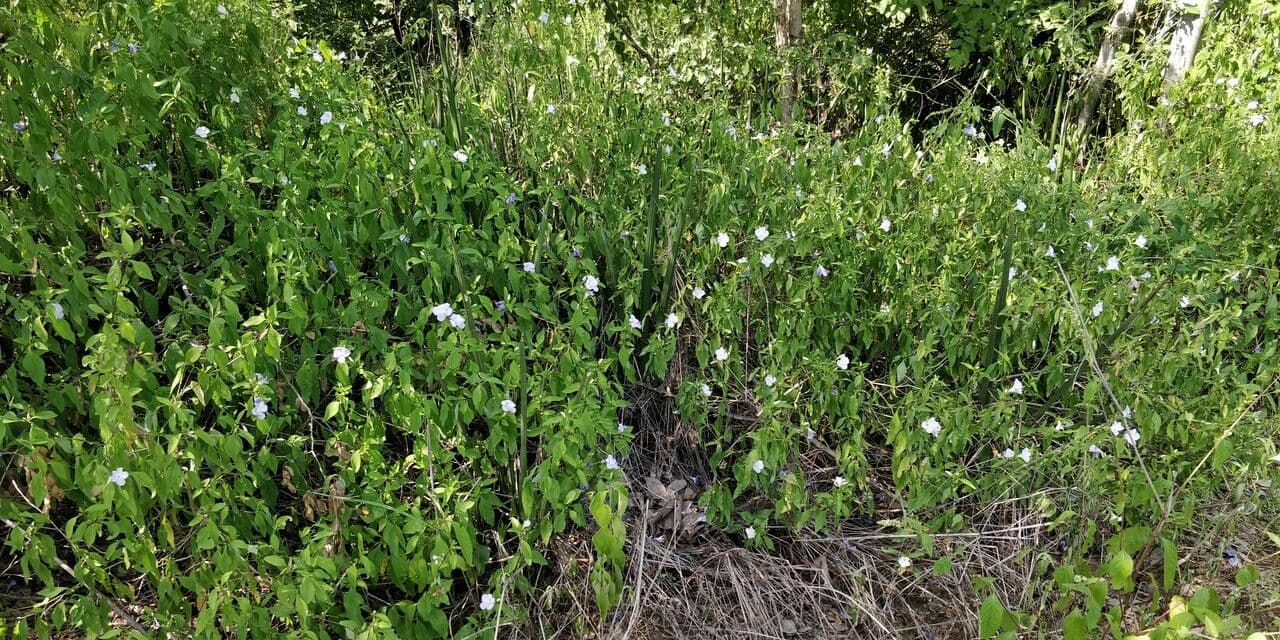 Barleria 10