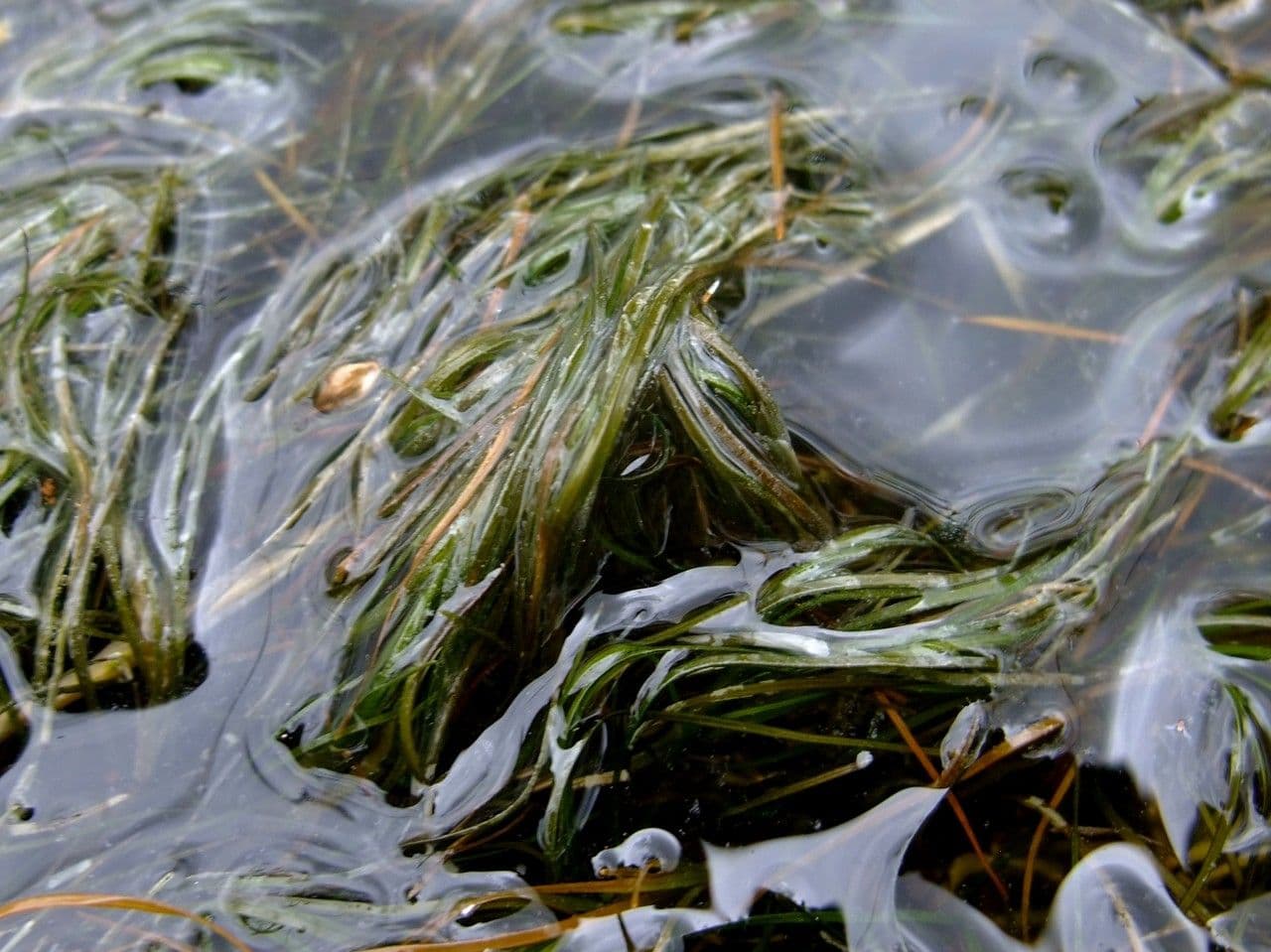 Zanichellia palustre 14