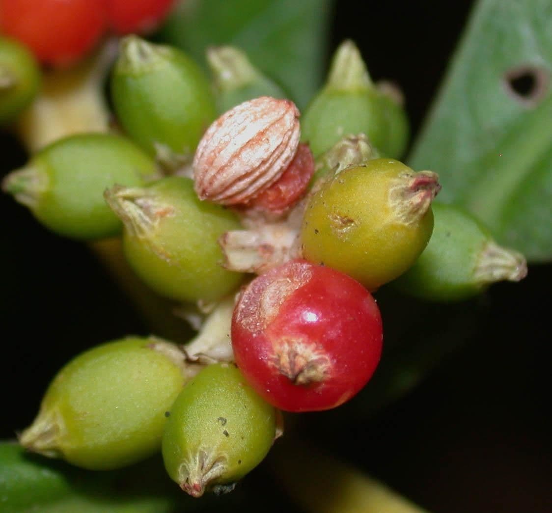 Psychotria 4